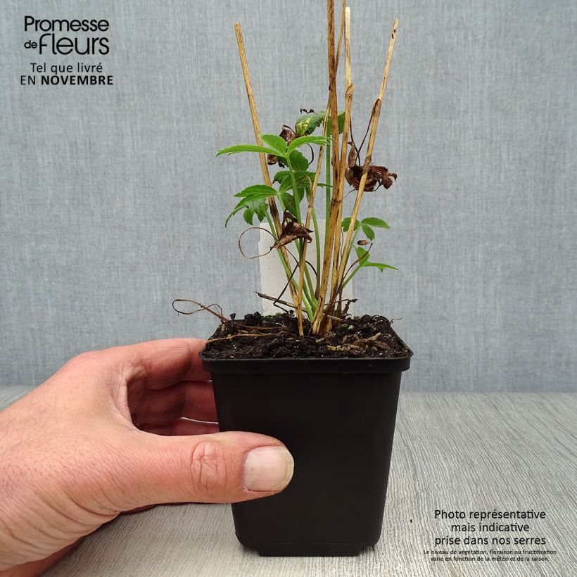 Amostra de Astrância-maior Roma - Astrantia major Vaso de 8/9 cm tal como entregue no outono