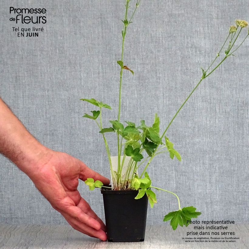 Amostra de Astrância-maior Roma - Astrantia major Vaso de 8/9 cm tal como entregue no verão