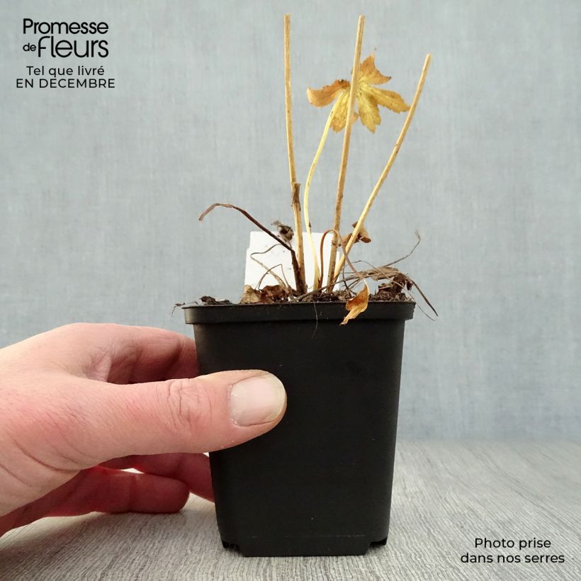 Amostra de Astrance - Astrantia major Roma Vaso de 8/9 cm tal como entregue no inverno