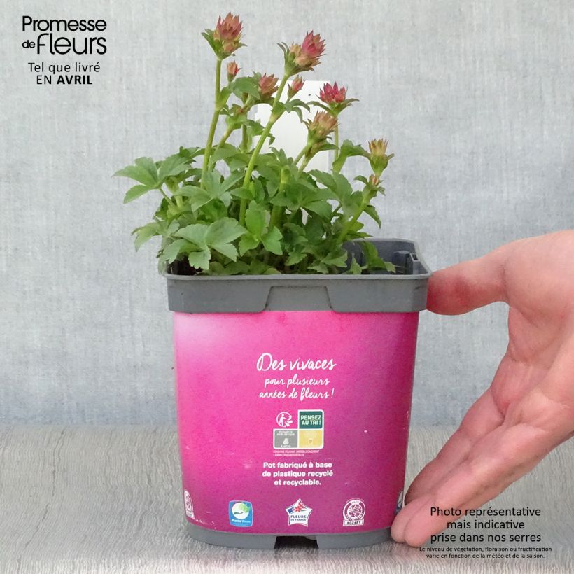 Amostra de Astrância-maior Roma - Astrantia major Vaso de 2 L/3 L tal como entregue na primavera