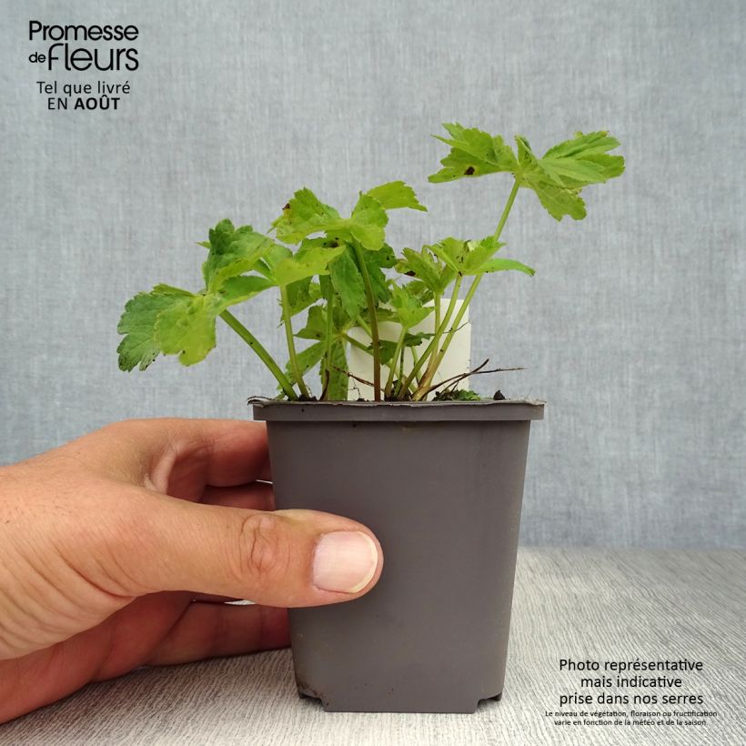 Amostra de Astrância-maior Rosea - Astrantia major Vaso de 8/9 cm tal como entregue no verão