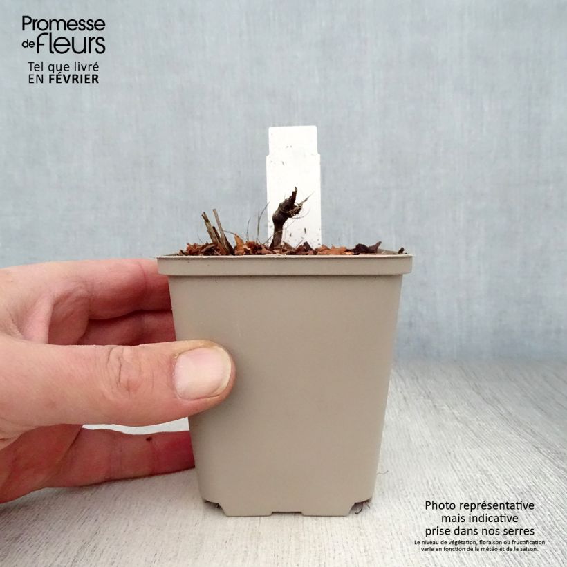 Amostra de Astrância-maior Rosea - Astrantia major Vaso de 8/9 cm tal como entregue no inverno