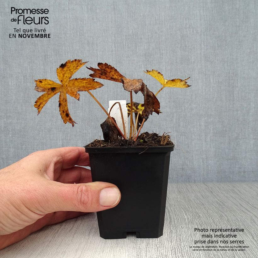 Amostra de Astrância-maior Rosensinfonie - Astrantia major Vaso de 8/9 cm tal como entregue no outono
