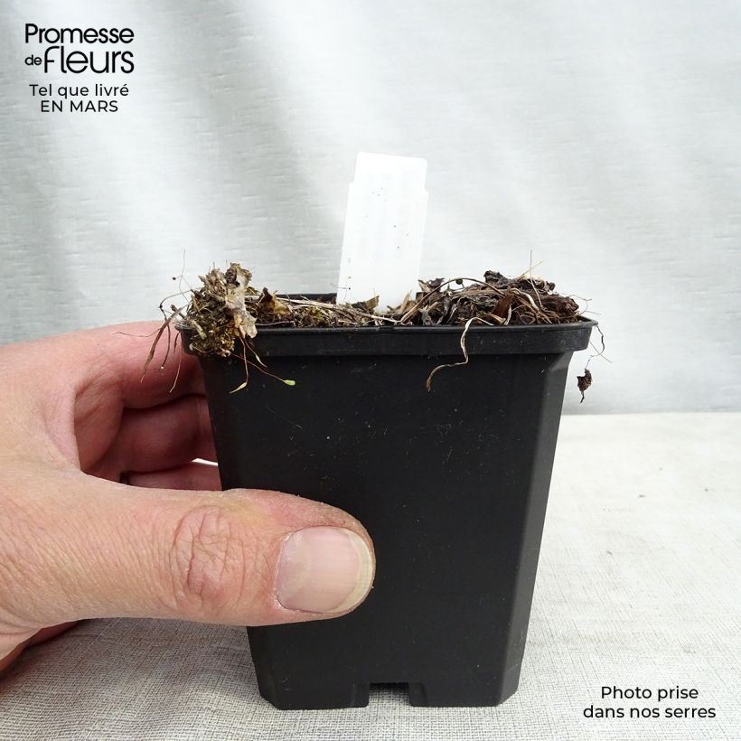 Amostra de Astrance - Astrantia major Rosensinfonie Vaso de 8/9 cm tal como entregue no inverno