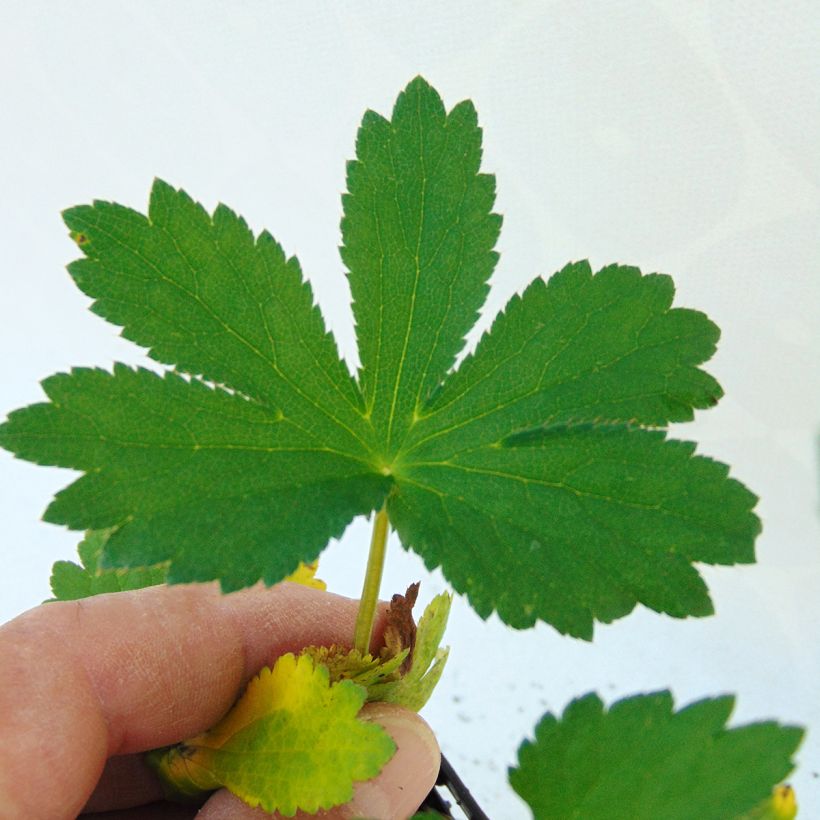 Astrância-maior Rubra - Astrantia major (Folhagem)