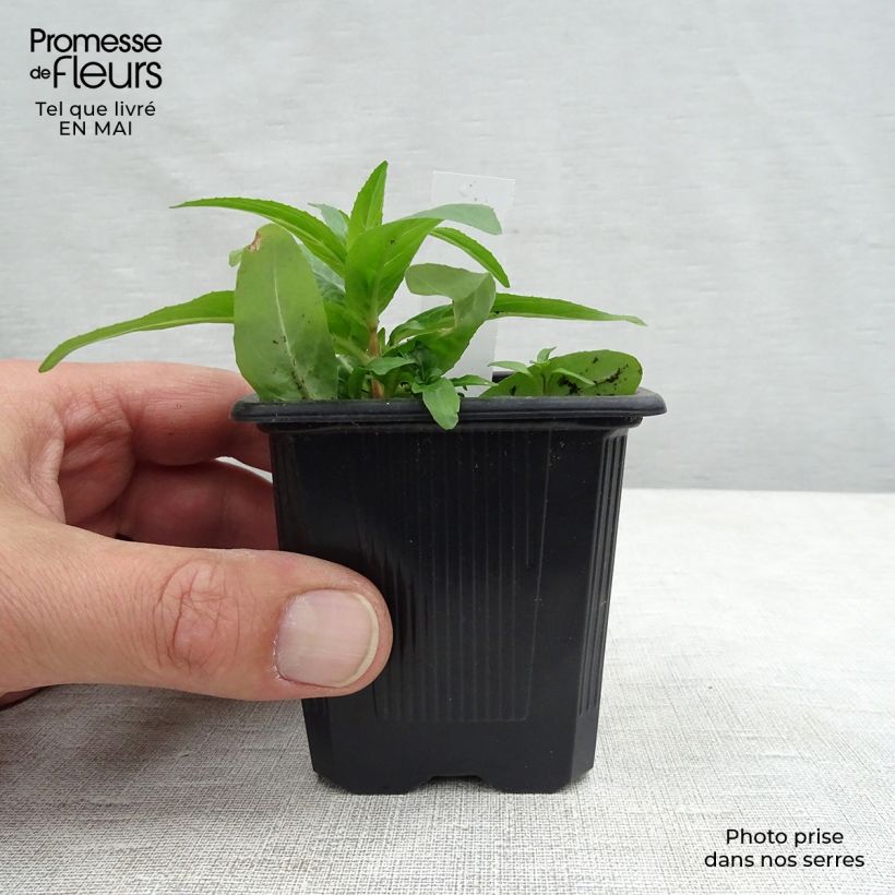 Amostra de Astrância-maior Rubra - Astrantia major Vaso de 8/9 cm tal como entregue na primavera