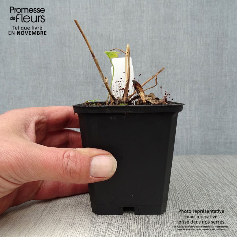 Amostra de Astrância-maior Rubra - Astrantia major Vaso de 8/9 cm tal como entregue no outono