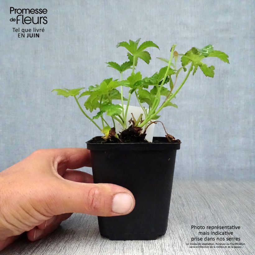 Amostra de Astrância-maior Rubra - Astrantia major Vaso de 8/9 cm tal como entregue no verão