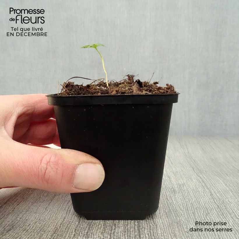 Amostra de Astrance - Astrantia major Rubra Vaso de 8/9 cm tal como entregue no inverno