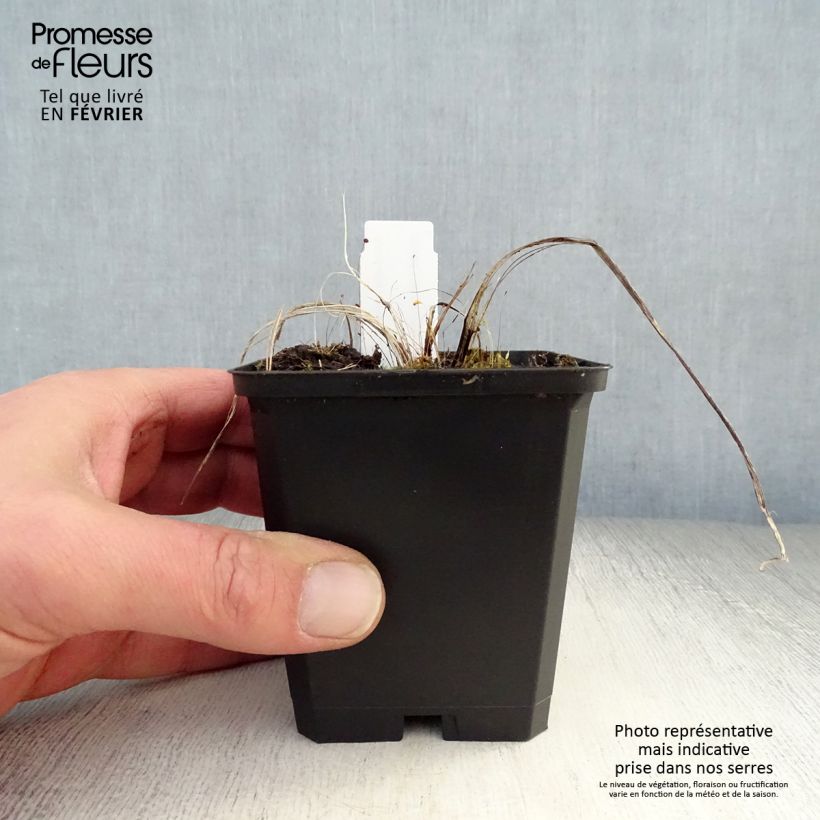 Amostra de Astrance - Astrantia major Ruby Cloud Godet de 8/9 cm tal como entregue no inverno