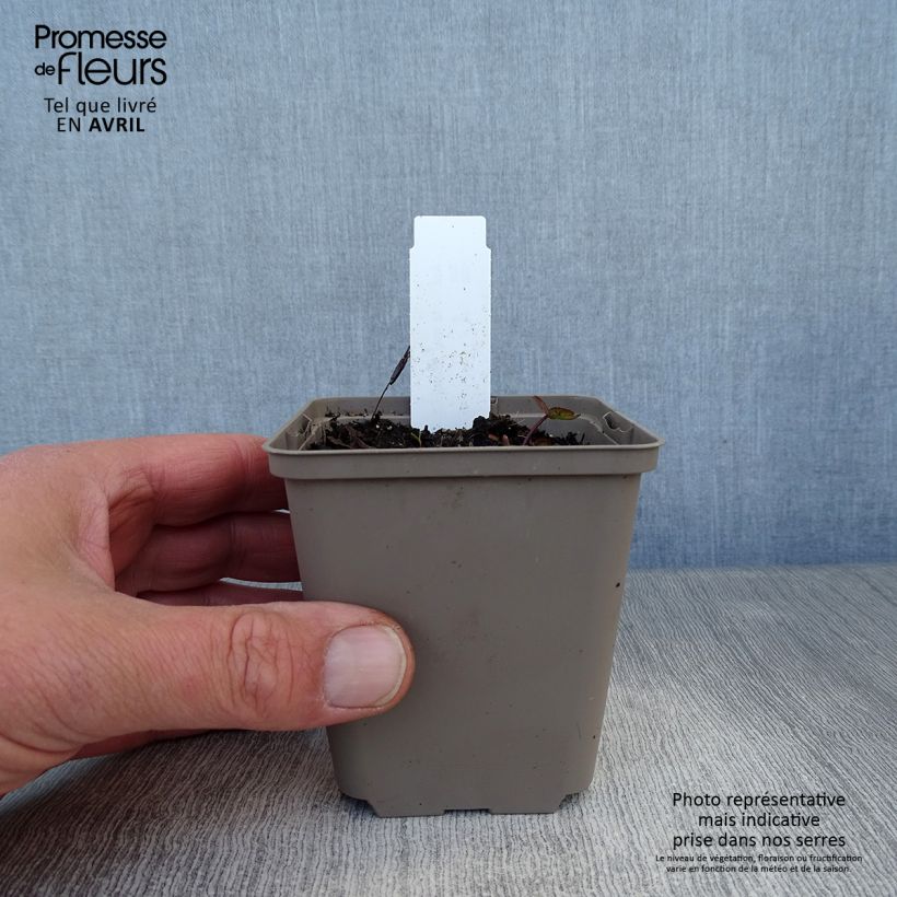 Amostra de Astrância-maior Ruby Cloud Vaso de 8/9 cm tal como entregue na primavera