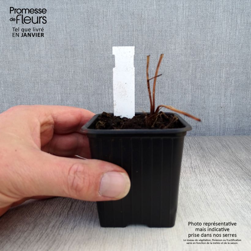 Amostra de Astrance - Astrantia major Ruby Flame Vaso de 8/9 cm tal como entregue no inverno