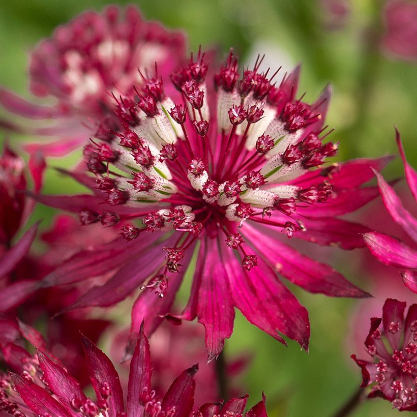 Astrância-maior Ruby Flame - Astrantia major (Floração)