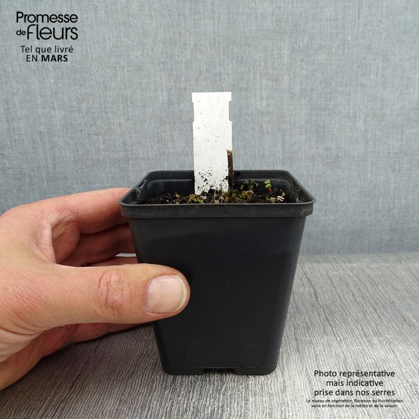 Amostra de Astrância-maior Ruby Star Vaso de 8/9 cm tal como entregue no inverno