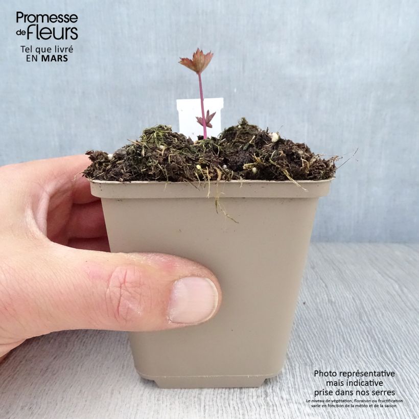 Amostra de Astrância-maior Ruby Star Vaso de 8/9 cm tal como entregue na primavera