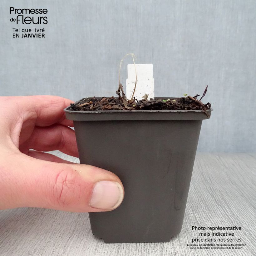 Amostra de Astrance - Astrantia major Ruby Wedding Vaso de 8/9 cm tal como entregue no inverno