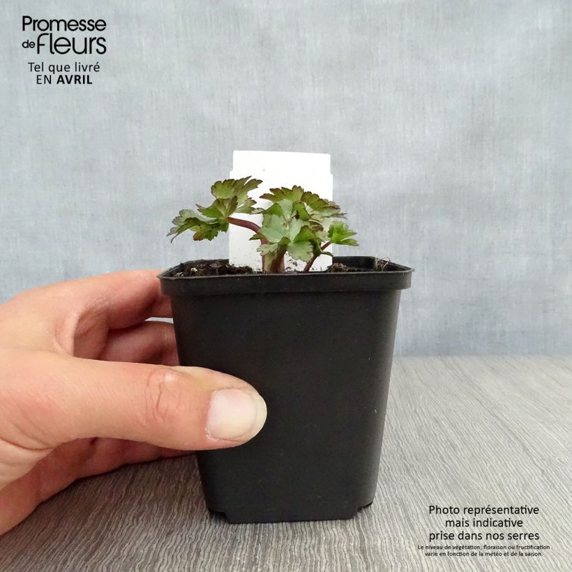 Amostra de Astrância-maior Ruby Wedding Vaso de 8/9 cm tal como entregue na primavera