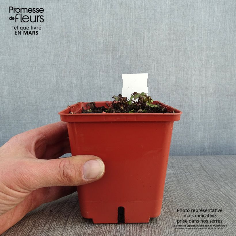 Amostra de Astrance - Astrantia major Ruby Wedding Vaso de 1 L/1,5 L tal como entregue no inverno