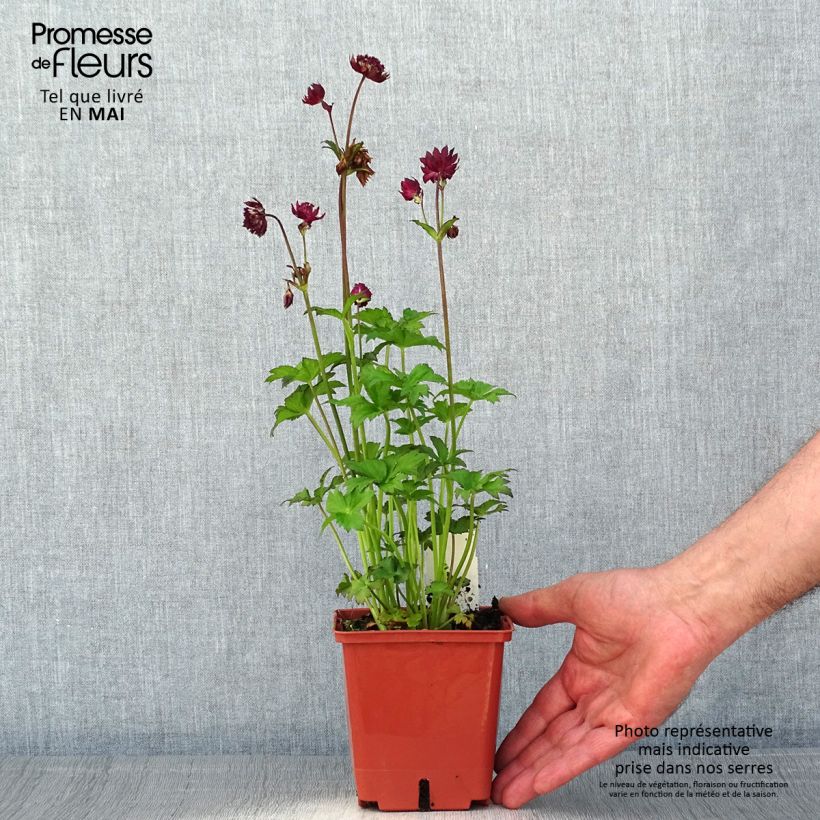 Amostra de Astrância-maior Ruby Wedding Vaso de 1 L/1,5 L tal como entregue na primavera