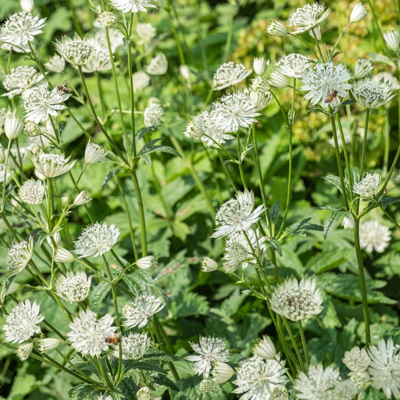 Astrância-maior Shaggy - Astrantia major (Floração)