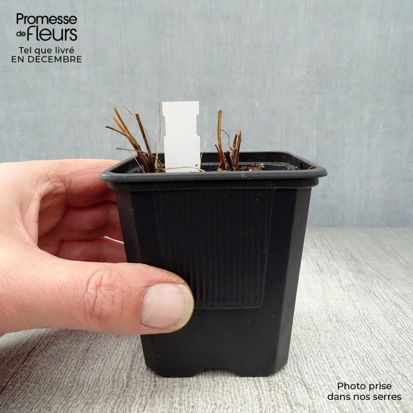 Amostra de Astrância-maior Shaggy - Astrantia major Vaso de 8/9 cm tal como entregue no inverno