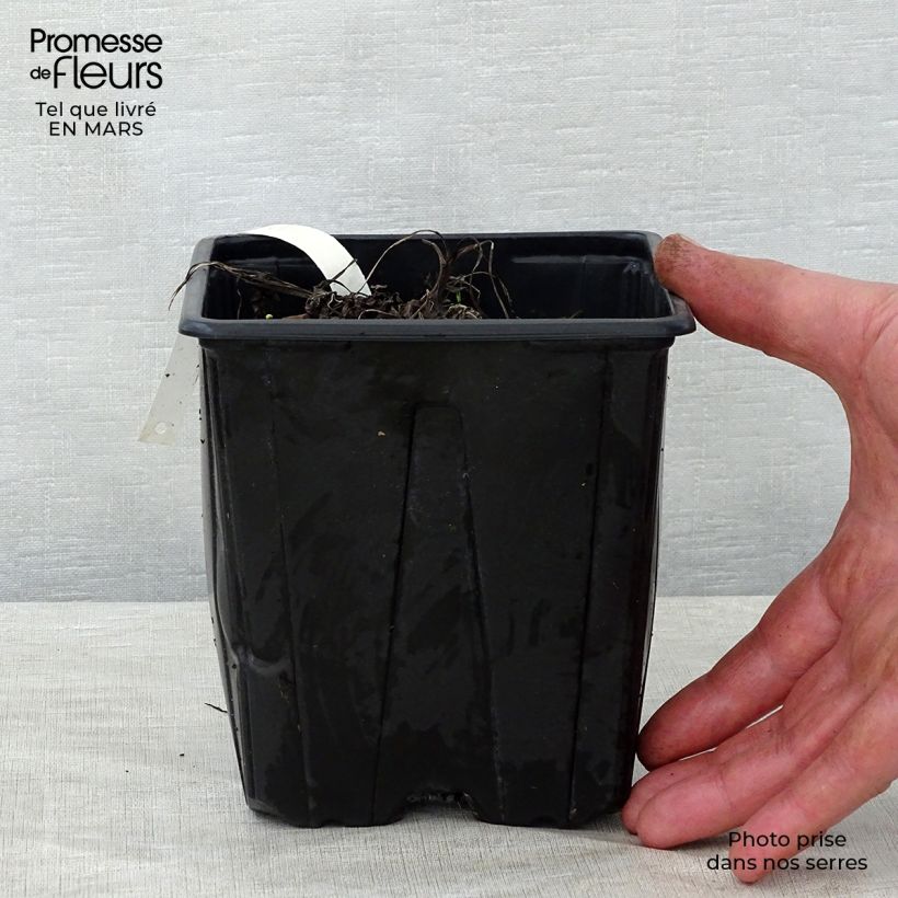 Amostra de Astrância-maior Shaggy - Astrantia major Vaso de 2 L/3 L tal como entregue na primavera