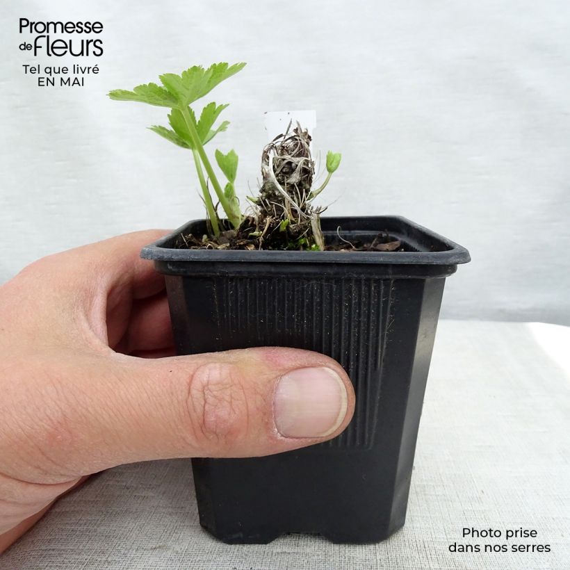 Amostra de Astrância-maior Shaggy - Astrantia major Vaso de 8/9 cm tal como entregue na primavera