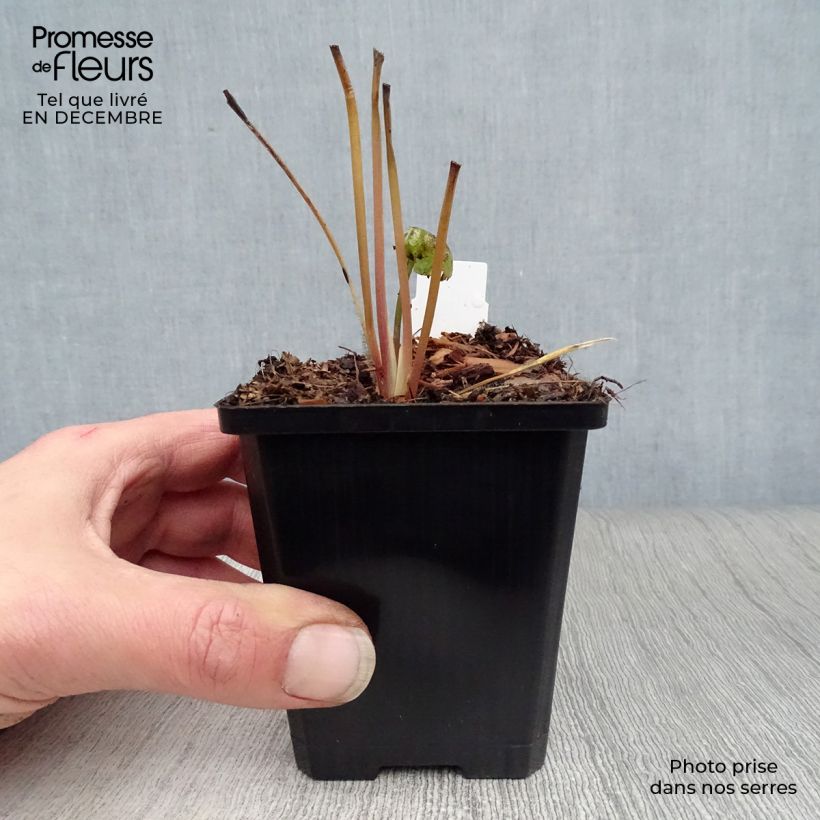 Amostra de Astrantia major Star of Beauty Vaso de 8/9 cm tal como entregue no inverno