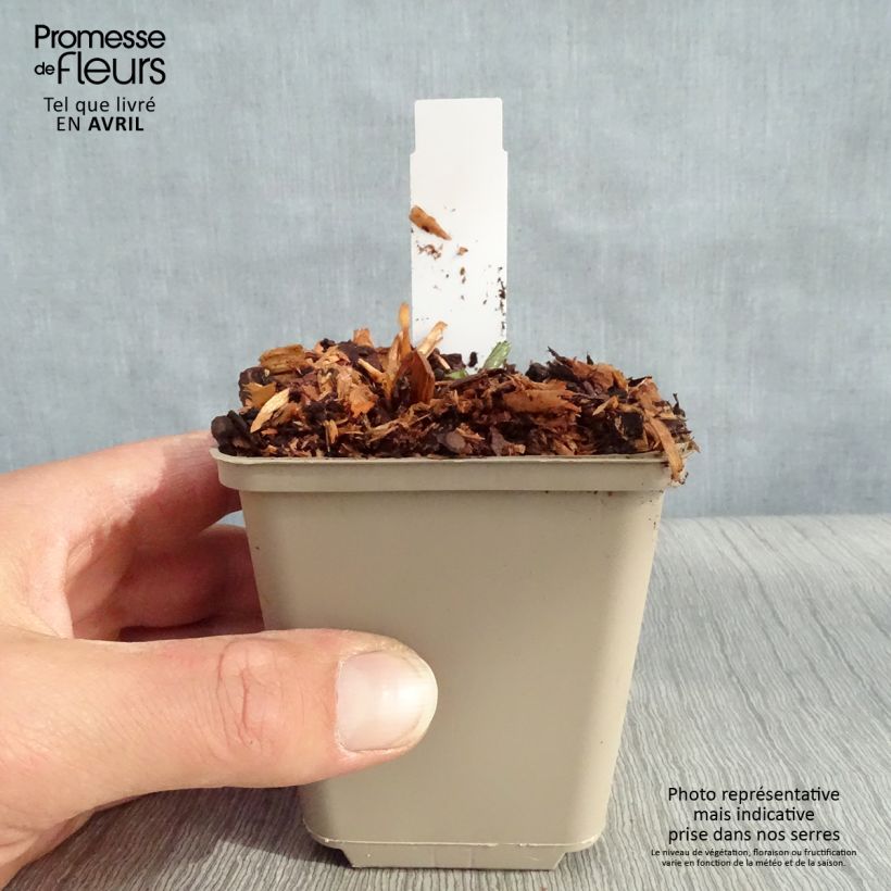 Amostra de Astrantia major Star of Beauty Vaso de 8/9 cm tal como entregue na primavera