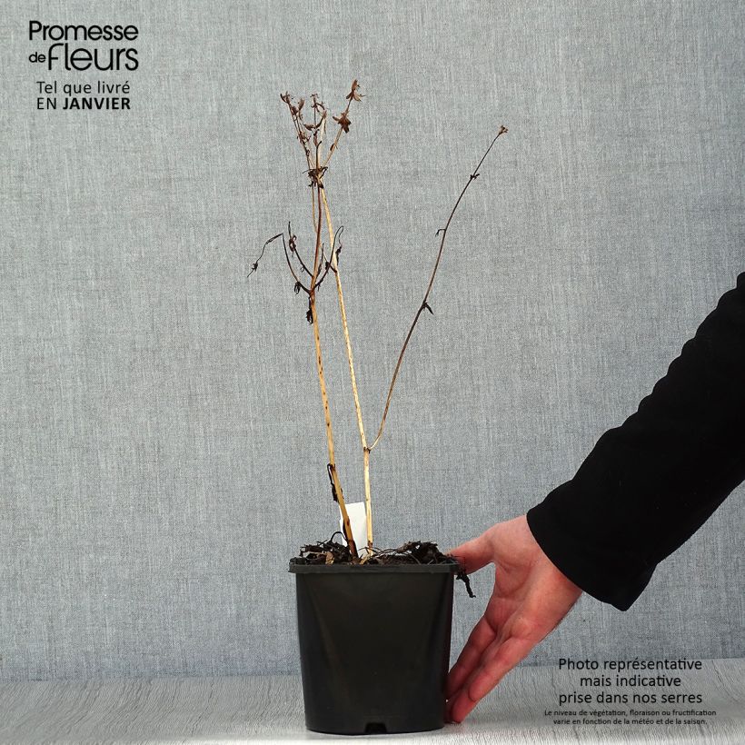 Amostra de Astrantia major Star of Beauty Vaso de 1,5 L/2 L tal como entregue no inverno