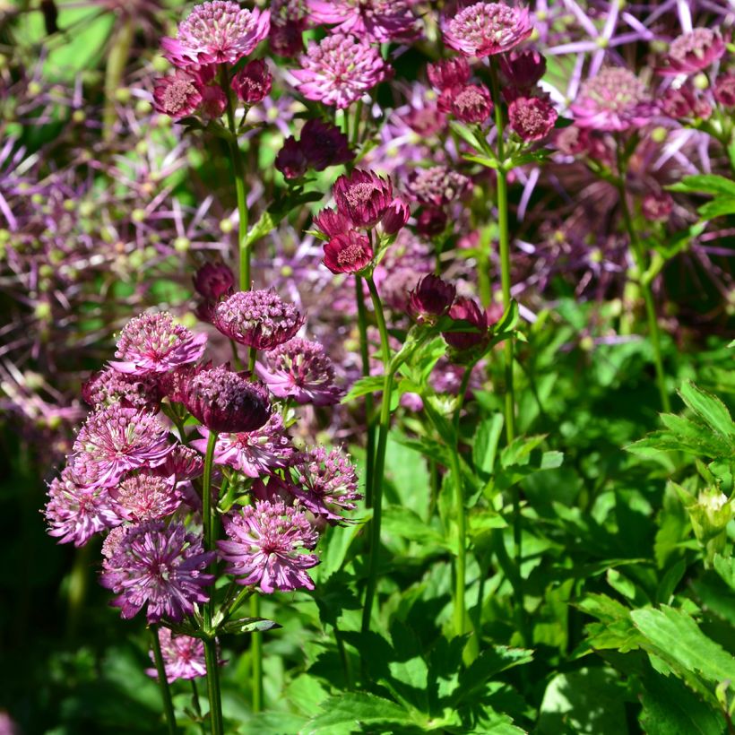 Astrantia major Star of Beauty (Hábito)