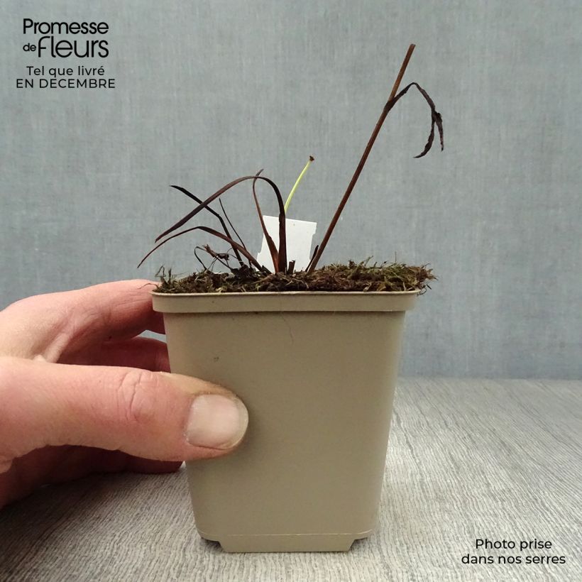 Amostra de Astrance - Astrantia major Star of Passion Vaso de 8/9 cm tal como entregue no inverno