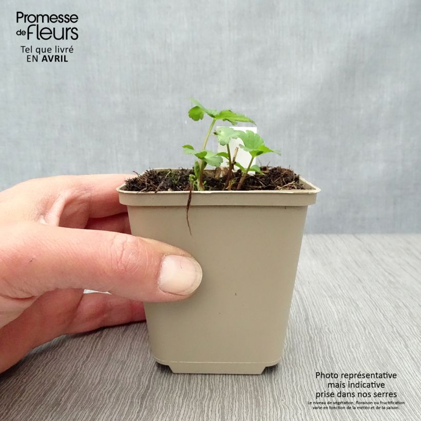 Amostra de Astrantia major Star of Passion Vaso de 8/9 cm tal como entregue na primavera