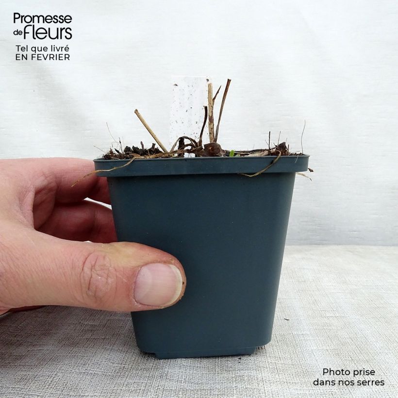 Amostra de Astrance - Astrantia major Star of Treasure Vaso de 8/9 cm tal como entregue no inverno