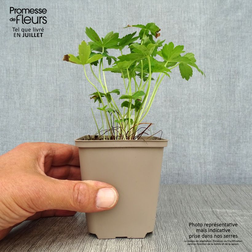 Amostra de Astrância-maior Super Star Vaso de 8/9 cm tal como entregue no verão