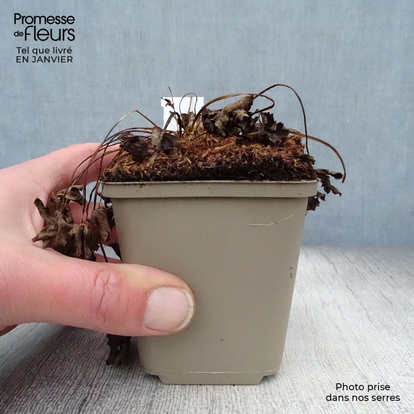 Amostra de Astrance - Astrantia major Super Star Vaso de 8/9 cm tal como entregue no inverno