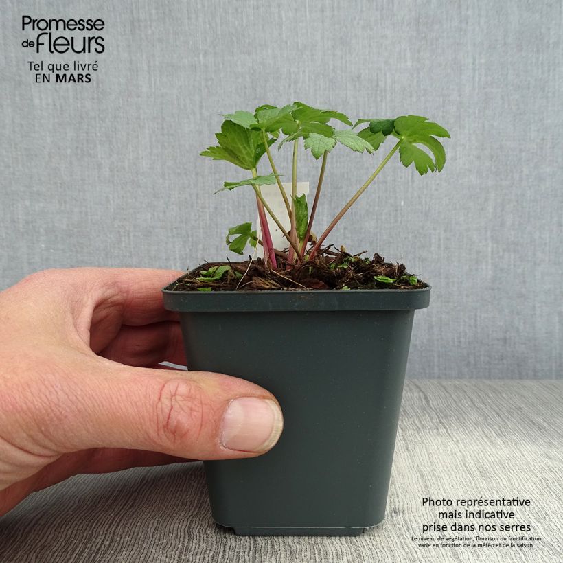 Amostra de Astrância-maior Super Star Vaso de 8/9 cm tal como entregue na primavera