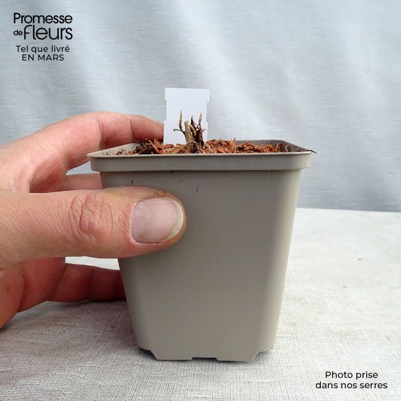 Amostra de Astrância-maior White Giant Vaso de 8/9 cm tal como entregue na primavera