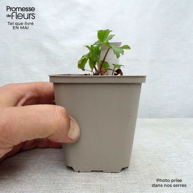 Amostra de Astrantia maxima Vaso de 8/9 cm tal como entregue na primavera