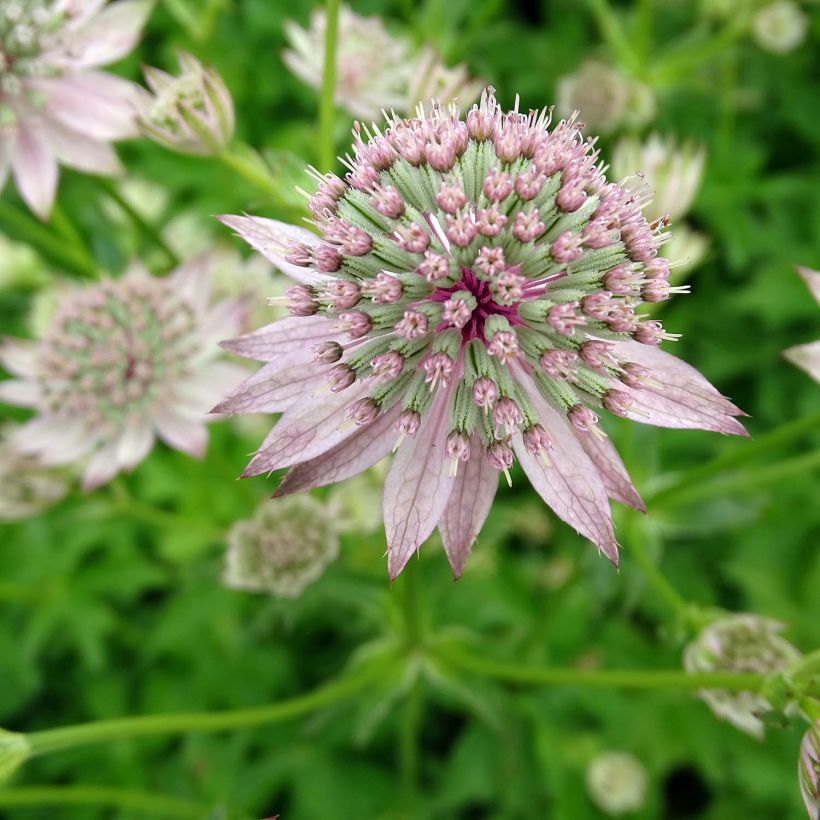 Astrância-maior Florence - Astrantia major (Floração)
