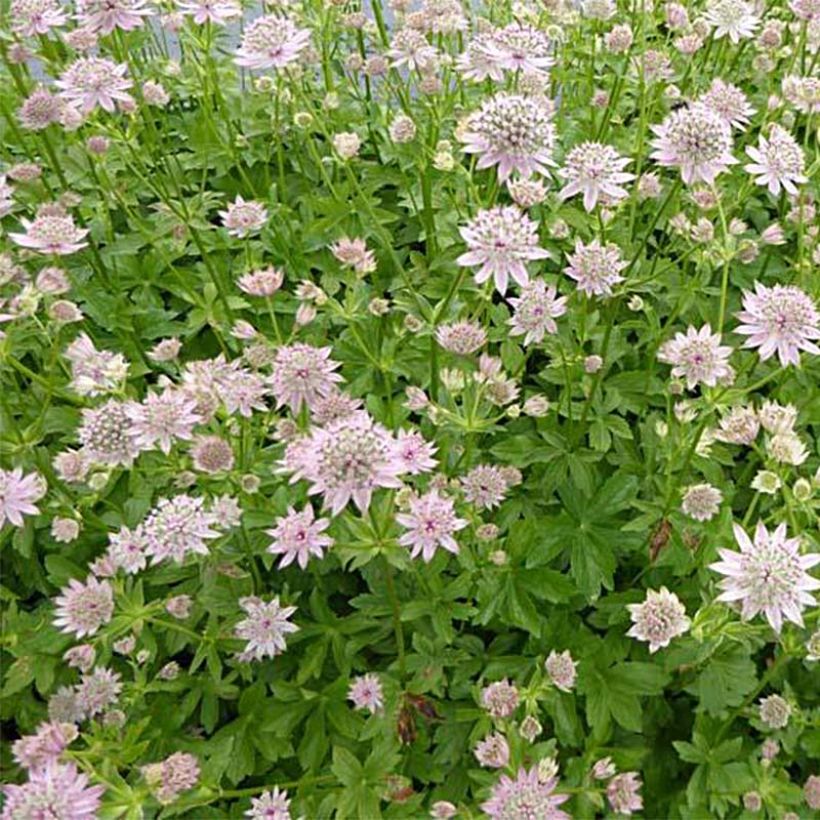 Astrância-maior Florence - Astrantia major (Hábito)