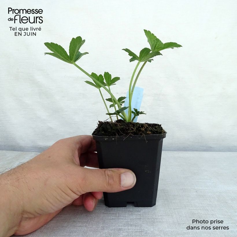 Amostra de Astrância-maior Venice Vaso de 8/9 cm tal como entregue no verão