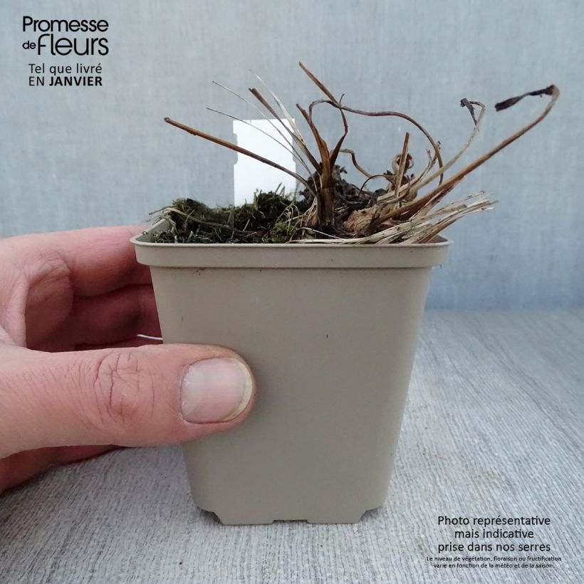 Amostra de Astrance Major Venice Vaso de 8/9 cm tal como entregue no inverno