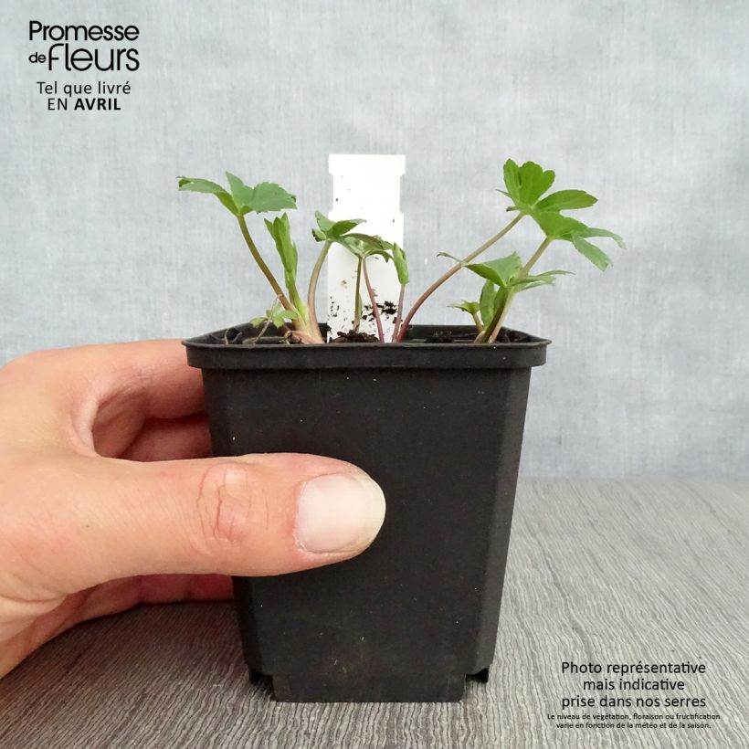 Amostra de Astrância-maior Venice Vaso de 8/9 cm tal como entregue na primavera