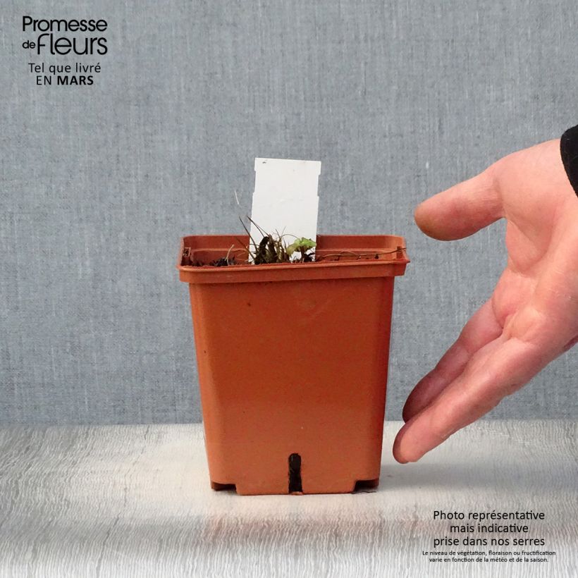 Amostra de Astrância-maior Venice Vaso de 1,5 L/2 L tal como entregue na primavera