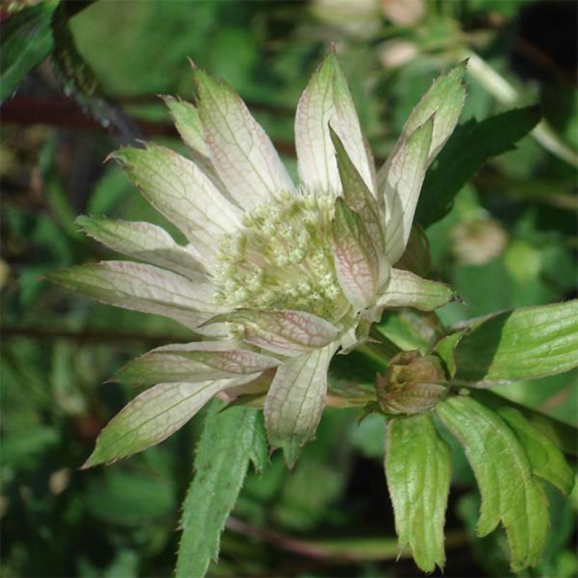 Astrância-maior Princesse Sturdza - Astrantia major (Floração)