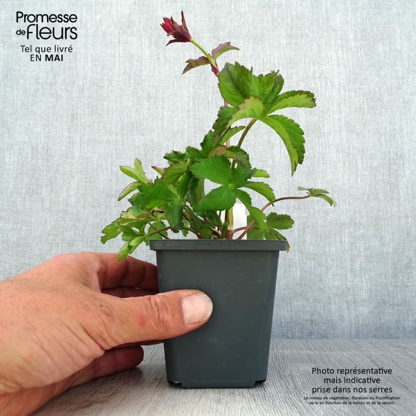 Amostra de Astrância-maior Cerise Button - Astrantia major Vaso de 8/9 cm tal como entregue na primavera
