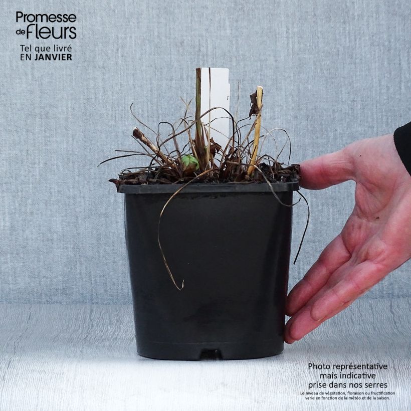 Amostra de Astrantia major Cerise Button - Grande astrance Vaso de 2 L/3 L tal como entregue no inverno