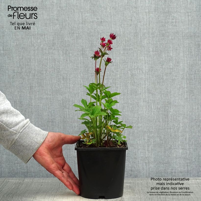 Amostra de Astrância-maior Cerise Button - Astrantia major Vaso de 2 L/3 L tal como entregue na primavera