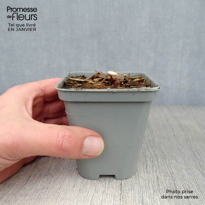 Amostra de Astrância-maior Vaso de 8/9 cm tal como entregue no inverno